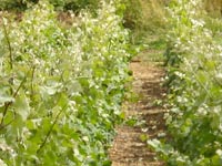 La petite histoire de la vigne dans notre canton 